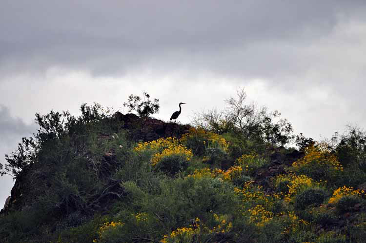 heron on hilltop
